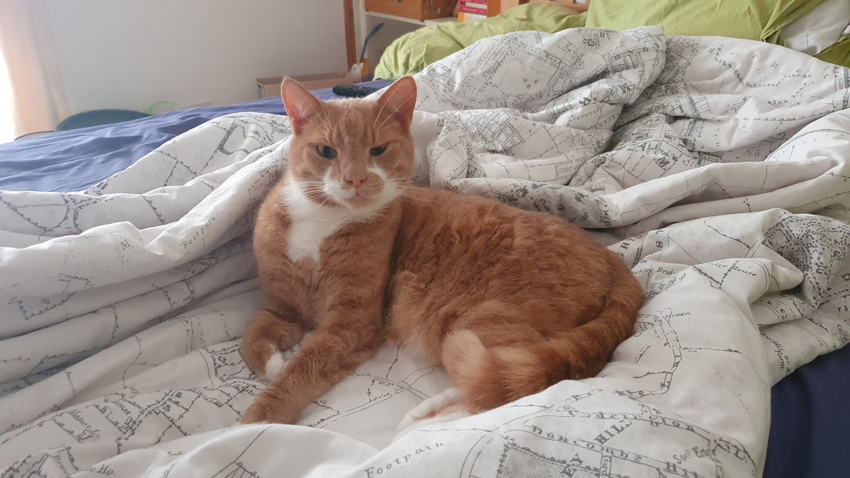 invisigen's tweet photo. @iCatCare Ginger marble and light ginger tabby https://t.co/zYtTRofTk8