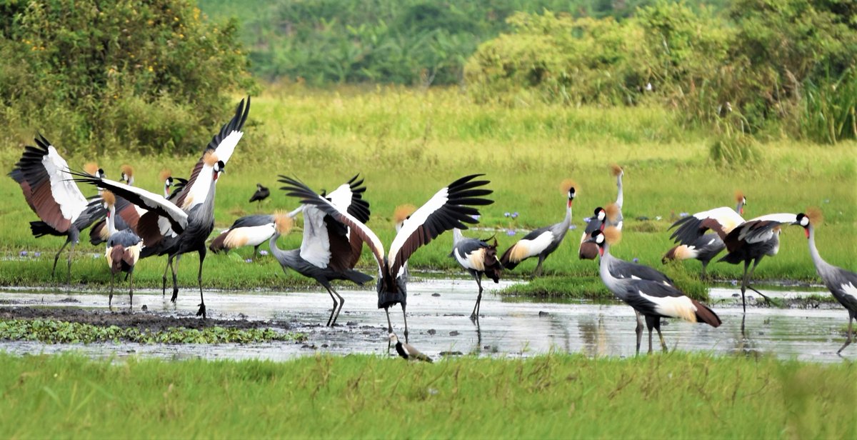 COTFONE's tweet photo. The growing appetite for Grey Crown Cranes' meat, their inclusion in certain cultural rituals and poisoning are posing a dire threat to the conservation of Uganda's cherished emblem, already on the brink of extinction. #WCSUganda #ugwildlife #savingcranes #ConservationOr #nemaug https://t.co/PU5yJfkdA2