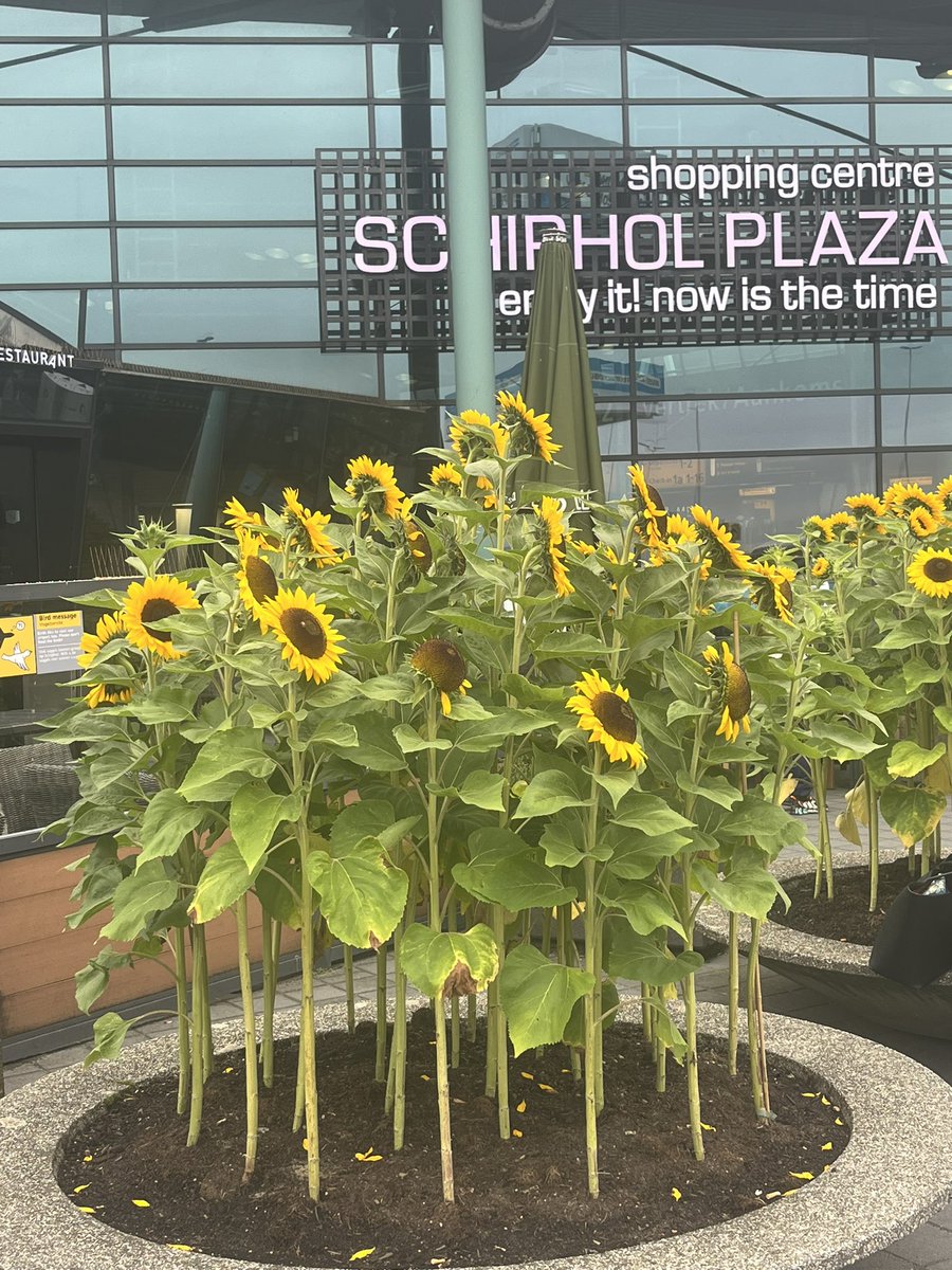 It’s coming…. CWIS International is almost here!! #CWISIntl #SSRF #chestwallinjury #CWISmemberresearch