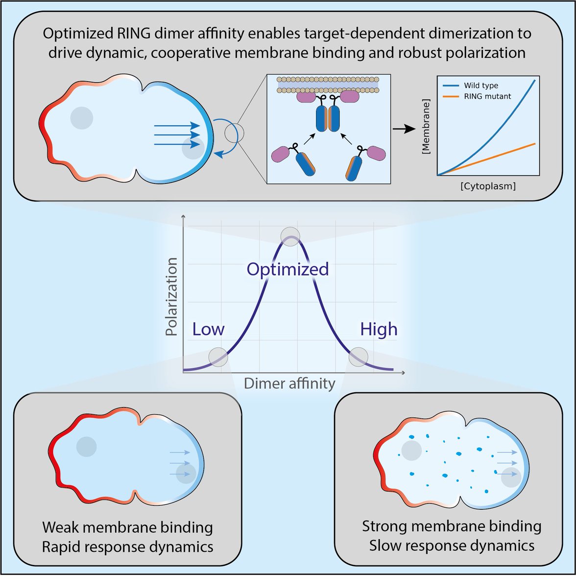 Goehring Lab (@goehring_lab) on Twitter photo New preprint from @tsmbland <a href="/TheCrick/">The Francis Crick Institute</a> reveals a #ubiquitin-independent role for a RING domain in promoting membrane-dependent dimerization which allows specific & cooperative #plasmamembrane #PARprotein recruitment during #cellpolarity in #celegans 👉 biorxiv.org/content/10.110… New preprint from @tsmbland <a href="/TheCrick/">The Francis Crick Institute</a> reveals a #ubiquitin-independent role for a RING domain in promoting membrane-dependent dimerization which allows specific & cooperative #plasmamembrane #PARprotein recruitment during #cellpolarity in #celegans 👉 biorxiv.org/content/10.110…