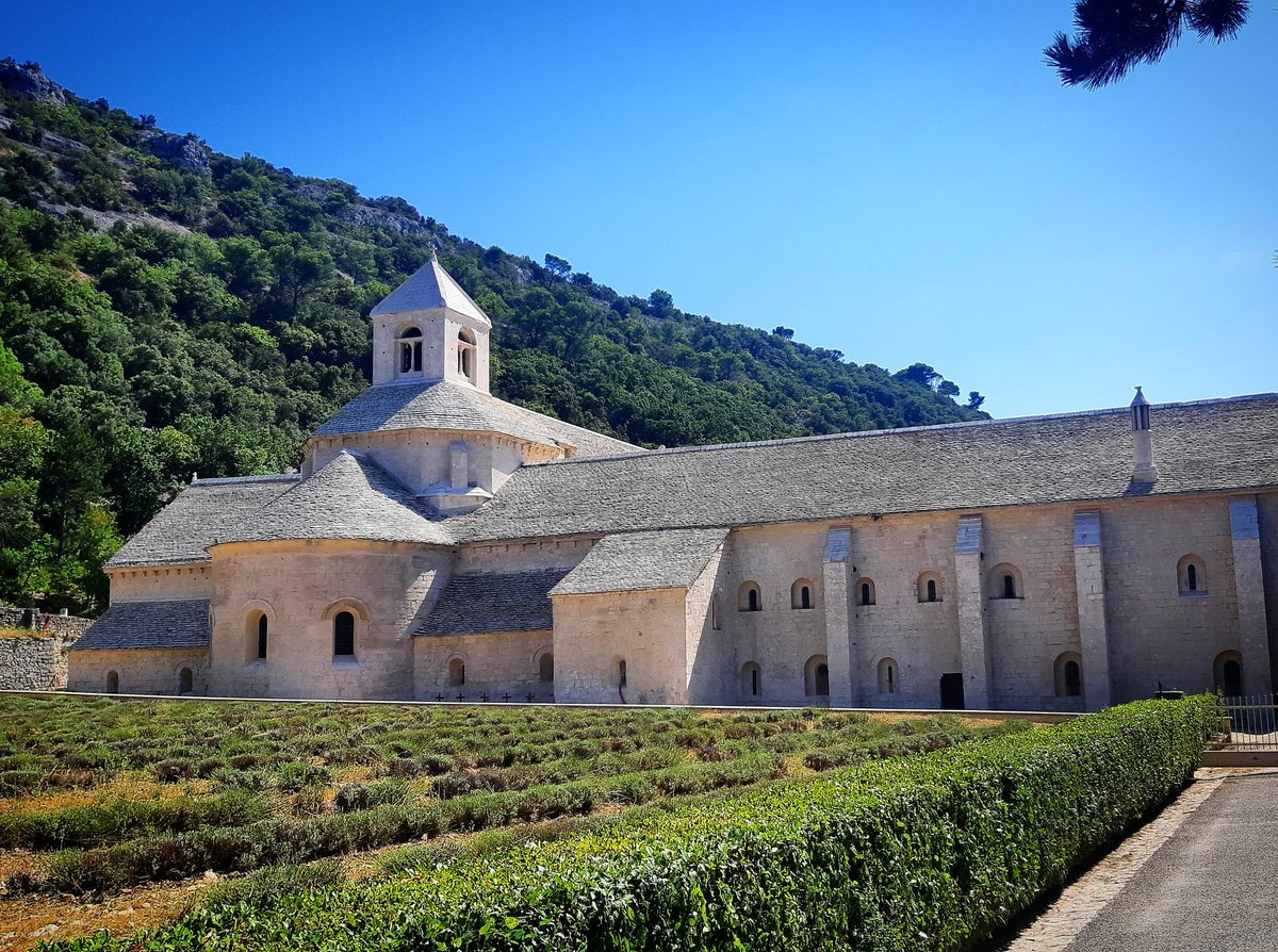 dariosci1's tweet photo. ehhh ma ... la lavanda? 
Tagliata 20 giorni fa 
Niente a #Senanque bisognerà che ci torno il prossimo anno a fine luglio.
#France2023 
#Provence 

Repertorio personale estivo recente 
Buongiorno https://t.co/oCRLK1fkJL