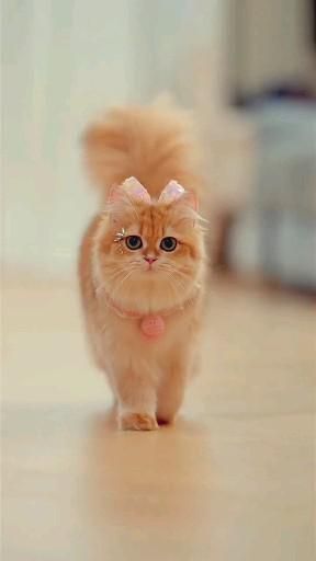 training4pets's tweet photo. No.164
Share your amazing pet photos and videos with me, and I'll help spread the love by sharing them with everyone. Let the world meet your beloved pets!🐾Thank you! 💗Follow me💗 #AmusingPetAntics #DiscoverWildlife #CuteCompanions #LaughingWithPets #PawsitivelyFunny #PetPuns https://t.co/0XQi95pupo
