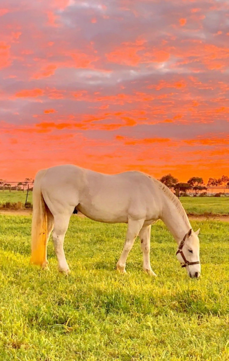 ducatoon's tweet photo. What a beautiful morning to kick off the breeding season ! BARBADOS more than happy it’s the 1st of September !🦄 Wishing all breeders a successful season ahead ⁦@SAbreeders⁩ https://t.co/vebaWjVxLI