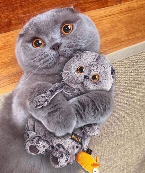 training4pets's tweet photo. No.166
Share your amazing pet photos and videos with me, and I'll help spread the love by sharing them with everyone. Let the world meet your beloved pets!🐾Thank you! 💗Follow me💗 #AmusingPetAntics #DiscoverWildlife #CuteCompanions #LaughingWithPets #PawsitivelyFunny #PetPuns https://t.co/8fnhrW3F5M