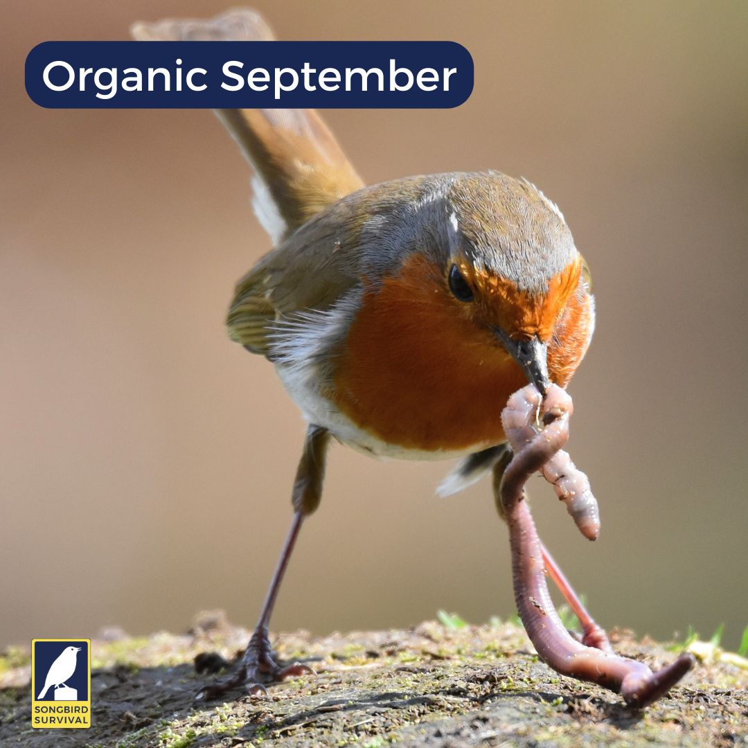 🌳This #OrganicSeptember, make a pledge to our planet and wildlife to help build a more sustainable future

Ditching pesticides in the garden is a great place to start - helping wildlife & songbirds #thrive

How do you strive to be more organic in the garden?

#Organic #Birds