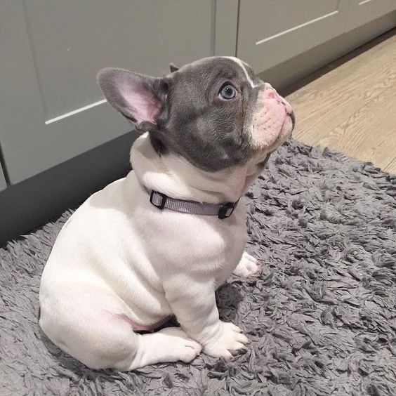 training4pets's tweet photo. No.167
Share your amazing pet photos and videos with me, and I'll help spread the love by sharing them with everyone. Let the world meet your beloved pets!🐾Thank you! 💗Follow me💗 #AmusingPetAntics #DiscoverWildlife #CuteCompanions #LaughingWithPets #PawsitivelyFunny #PetPuns https://t.co/W2ScUfwB4Q