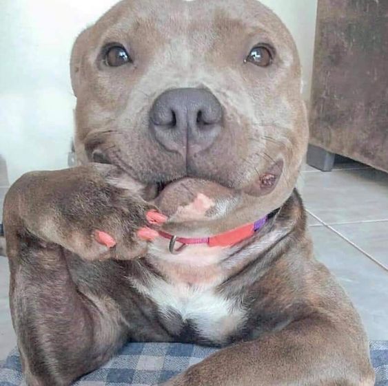 training4pets's tweet photo. No.169
Share your amazing pet photos and videos with me, and I'll help spread the love by sharing them with everyone. Let the world meet your beloved pets!🐾Thank you! 💗Follow me💗 #AmusingPetAntics #DiscoverWildlife #CuteCompanions #LaughingWithPets #PawsitivelyFunny #PetPuns https://t.co/G0ezG1dY9u