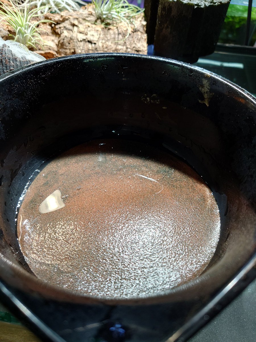 breadbymemoria's tweet photo. M_sandの敷き方
①水槽に水を張る
②よく洗ったM-sandを用意する
③M-Sandをおもむろに掴んで水の中に放つ
この方法は赤茶系、黒系のどちらでも使えます。
水換えや注水などで水槽の底が見えてしまったときにも同様のやり方ですぐに修復できます https://t.co/c96fsH7j3Y