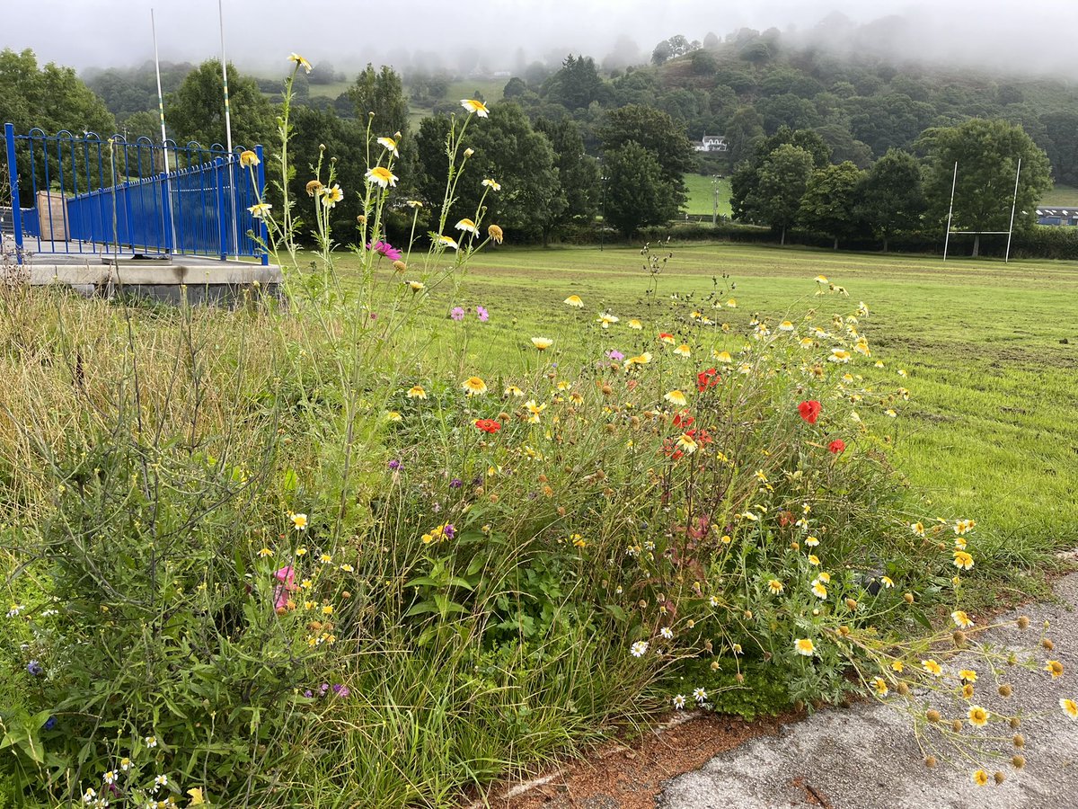 Whaddya think <a href="/IoloWilliams2/">Iolo Williams</a>? From this to that! We planted wildflower and made it a no-mo zone! #ysgol #cymru #blodau #planhigion