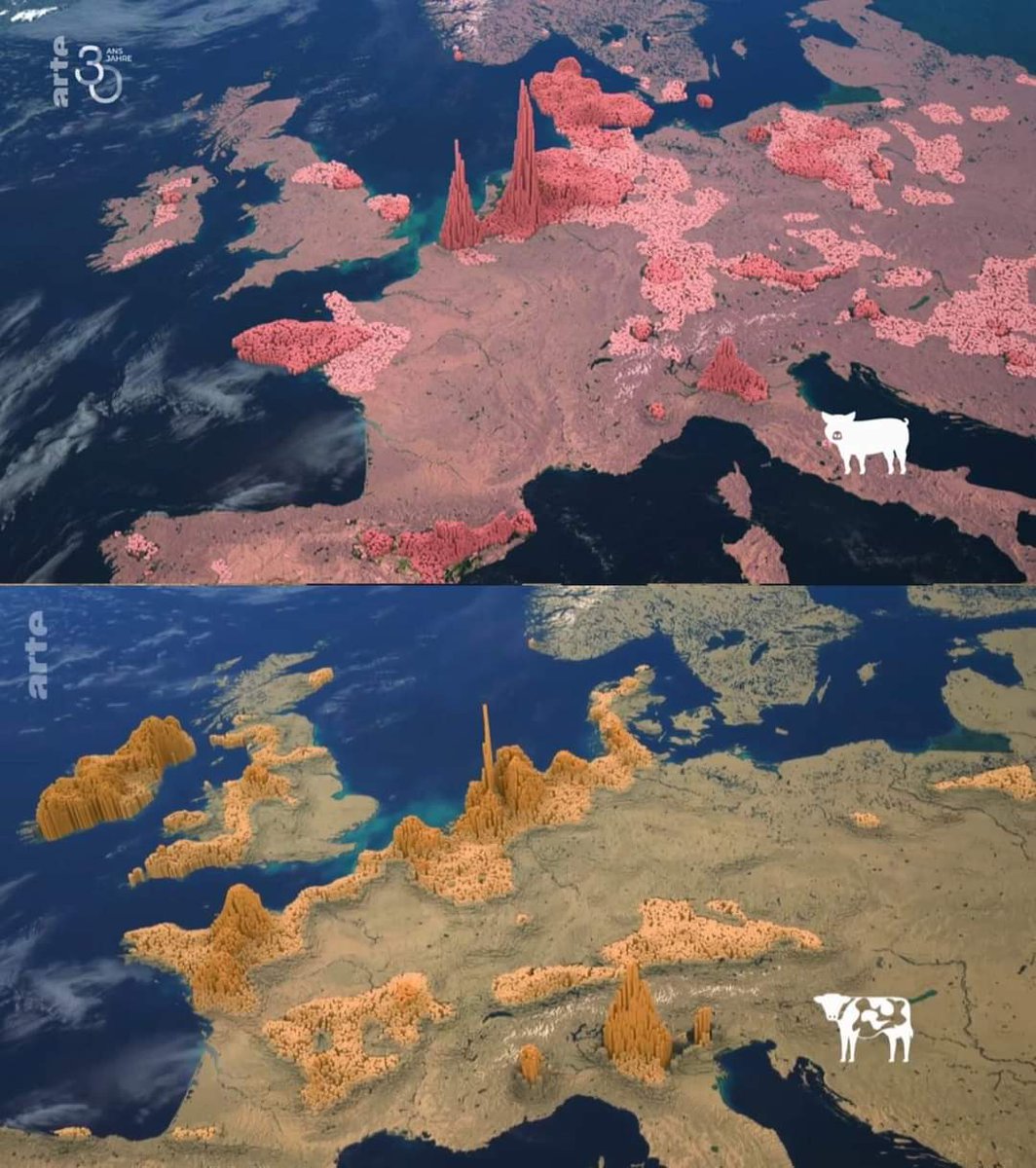 Klimaatzuster's tweet photo. @Stafhorst @henkdevo @NOS @nosnieuws Boeren zouden met veel minder vee moeten toekunnen. Boeren en vee worden uitgeperst. De hoeveelheid vee is geen natuurwet. Willen we onze nationale natuur opofferen voor vlees op ons bord? #sitopia #silentspring #silent2023 https://t.co/3JeDhQ9hkn