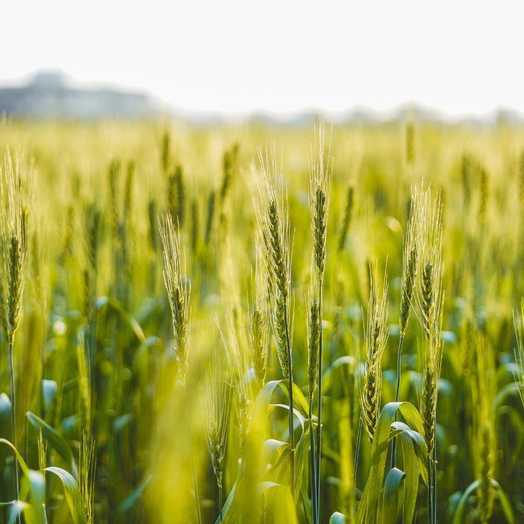 undocarbon's tweet image. Urgent action is needed to reverse climate crisis. UNDO believes in nature-based solutions like enhanced rock weathering to remove vast levels of CO₂. Achieve a better world with us. Join us at: un-do.com 🌎🌱 #UNDOCarbon #ClimateActionNow #EnhancedRockWeathering