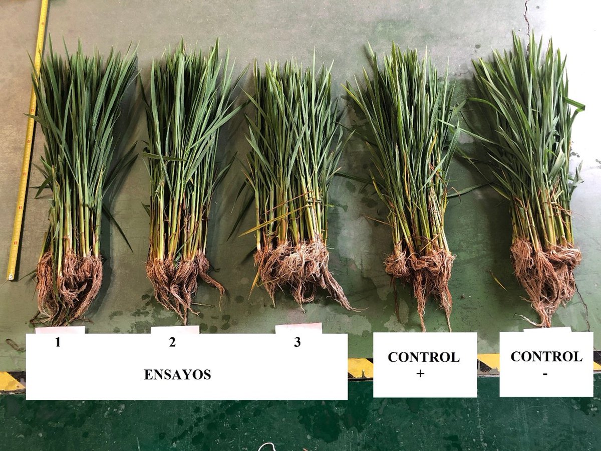 🌾 ¡Emocionante actualización! El Grupo Operativo (GO) "NutriRice" está haciendo grandes avances en el cultivo de arroz 🌾