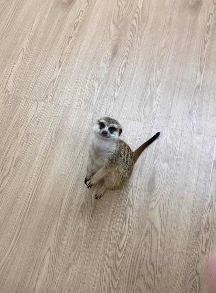 atsugiadventure's tweet photo. 今回紹介するのは本厚木駅からおよそ10分のところにあるアニマルカフェHAPPY GROWです!🐶🐱🌟
ここでは、犬や猫はもちろん、マイクロミニブタやミーアキャットとも触れ合えちゃいます!!
#厚木市
#厚木
#本厚木
#atsugi
#niceatsugi
#あつぎにぎわいアドベンチャー隊
#厚木の魅力を発信
#happygrow https://t.co/f5vrwQEzrG