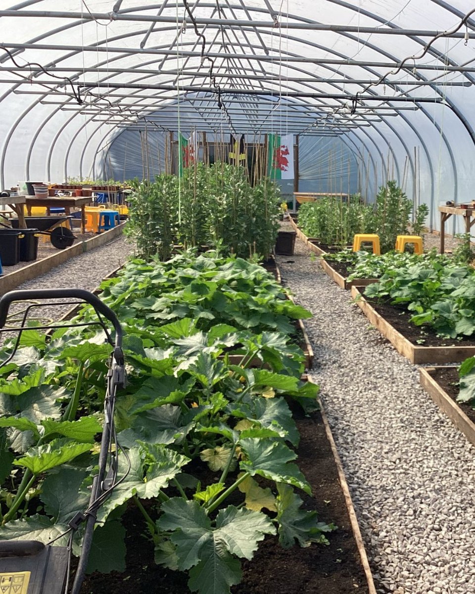 Did you know that LHS has its very own polytunnel? 🍅🥦🍓

Pupils sow the seeds, look after the produce and cook what they've grown. It's also supported our local community during times of need. Stay tuned for some tasty updates throughout #OrganicSeptember!