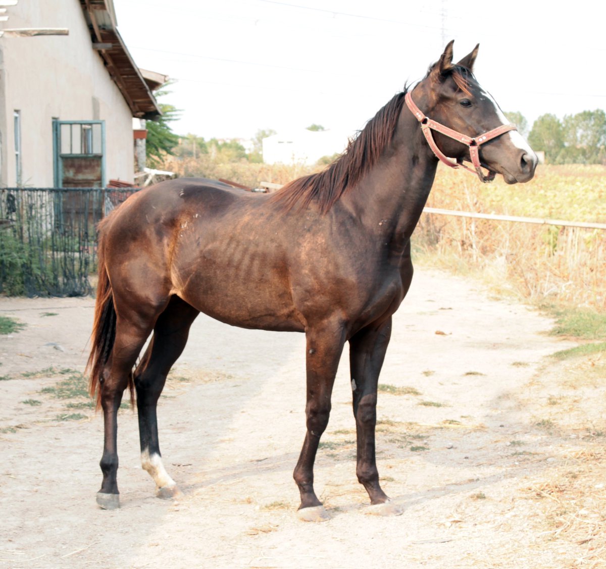 1.Fotoğraftaki tayımız SMART ROBİN-PAVLONYA(TOROK)de 2022 tayı 2.Fotoğraftaki tayımız LION HEART-MY DONATELLA(BOSPORUS)ad 2022 tayı 3.Fotoğraftaki tayımız MENDİP-FUNDAMENTAL(LION HEART)dd 2022 tayı. Sahaya inmeye hazır taylarımız görücüye çıkmış olup yeni sahiplerini bekliyor 🧿