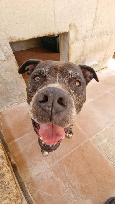 protectorasvpap's tweet photo. 💔 Conocer un hogar, perderlo y estar en un refugio pasa factura. 😔 Neo lleva 2 años aquí, su mirada se apaga. Necesita un hogar. ✨ Tiene 8 años, es sociable con hembras y necesita licencia. Estamos listos para ayudar. #AdoptaA Neo y dale un hogar. ❤️ https://t.co/hO0r413V1x