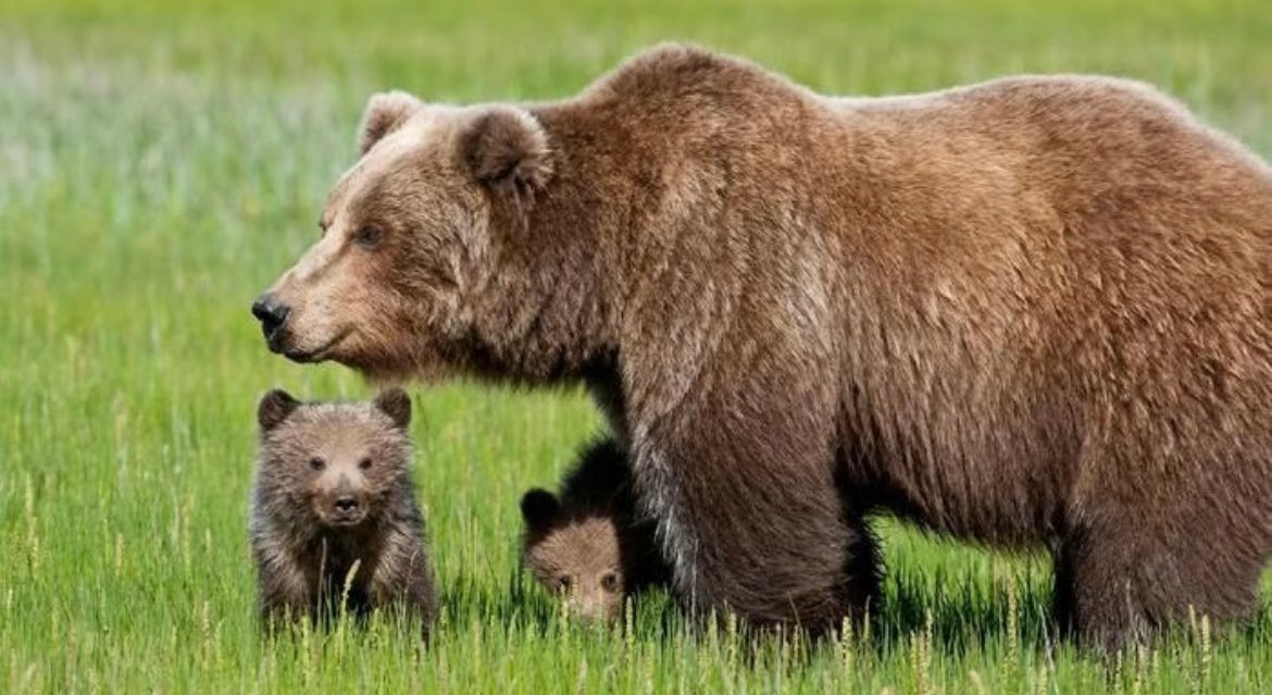 fatina909's tweet photo. #Amarena
Madre esemplare che sapeva convivere con gli esseri umani. Perché si fidava.
Era un animale buono e prezioso. Presa a fucilate. E'un danno gravissimo etico culturale alla terra d’Abruzzo e alla sua gente. E’ ora di fermare l’ignoranza 
#perdonaci 💔 https://t.co/izzpnnGCwy