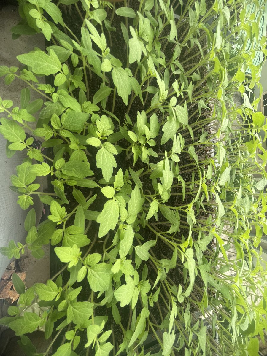 aviyahfarms's tweet photo. Wishing you all a September that's as lush and well-watered as our vibrant Veggies Nursery.

Let's embrace this month with a fresh start and vibrant green vibes! 

#aviyahfarms #Freshveggies
#GreenVibes https://t.co/jXM5GbEKD7