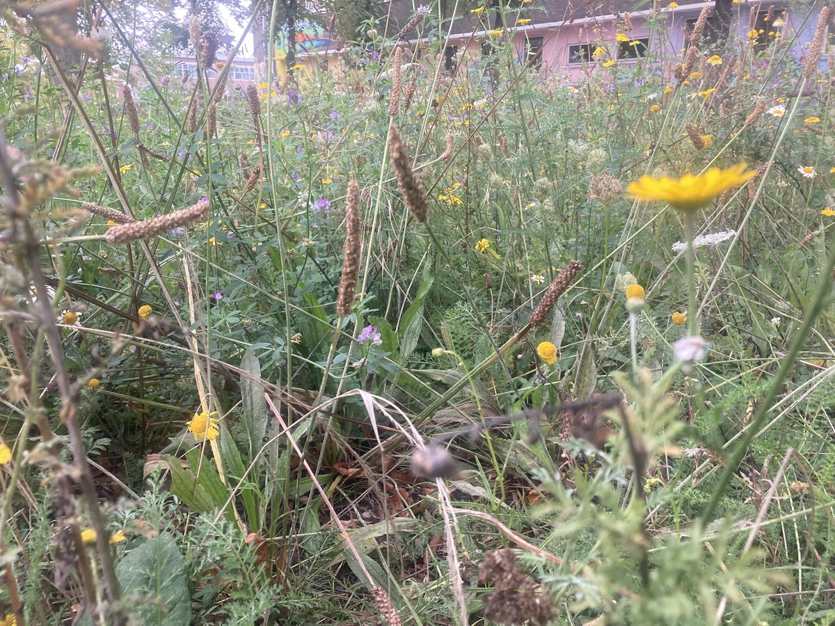 rinibiemans's tweet image. Ik vind dit ‘kikkerperspectief’ van een bloemenweide altijd betoverend… een miniatuur landschap in een landschap… #park1943 #insecten #labyrint #biodiversiteit #inheems