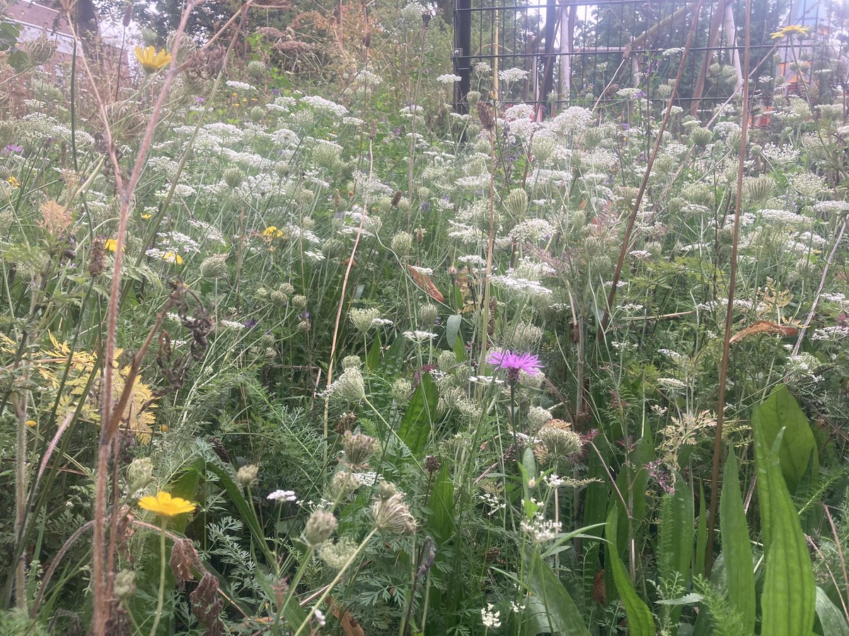 rinibiemans's tweet image. Ik vind dit ‘kikkerperspectief’ van een bloemenweide altijd betoverend… een miniatuur landschap in een landschap… #park1943 #insecten #labyrint #biodiversiteit #inheems