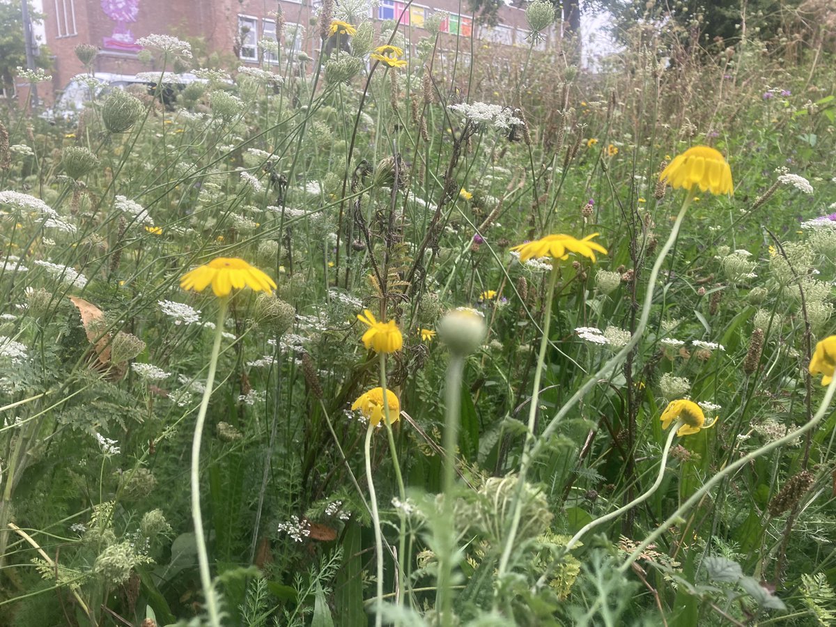 rinibiemans's tweet image. Ik vind dit ‘kikkerperspectief’ van een bloemenweide altijd betoverend… een miniatuur landschap in een landschap… #park1943 #insecten #labyrint #biodiversiteit #inheems