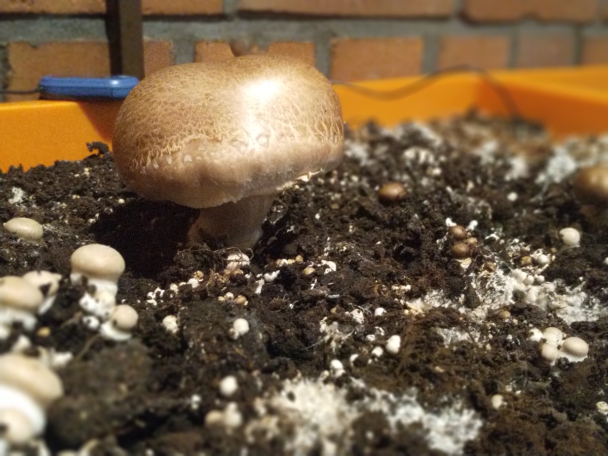 Stefanie Dowidat tweet media