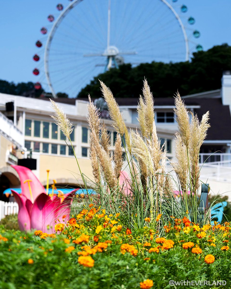 withEverland's tweet photo. 성큼 다가온 가을🧡
#해피땡스기빙 가든 곳곳에 레시가?!
🍂 가을축제 OPEN
#EVENT1 🌠마법사 레시를 찾아라🌠
#EVENT2 ✌레시와 함께 찰칵✌
🍂 이벤트 기간: 9/1(금) ~ 11/19 (일)
*자세한 참여 방법 확인하기
👉https://t.co/HcDX1ejzfx
👉https://t.co/FH3hkUWkFw https://t.co/n5fCoBDdZj