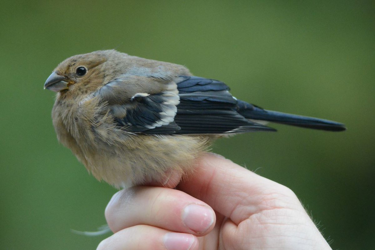 aribreist's tweet image. A nice surprise to catch this 1cy bullfinch at the field course for biology students. #Espegrend #BIO102 #fieldcourse @BioUiB