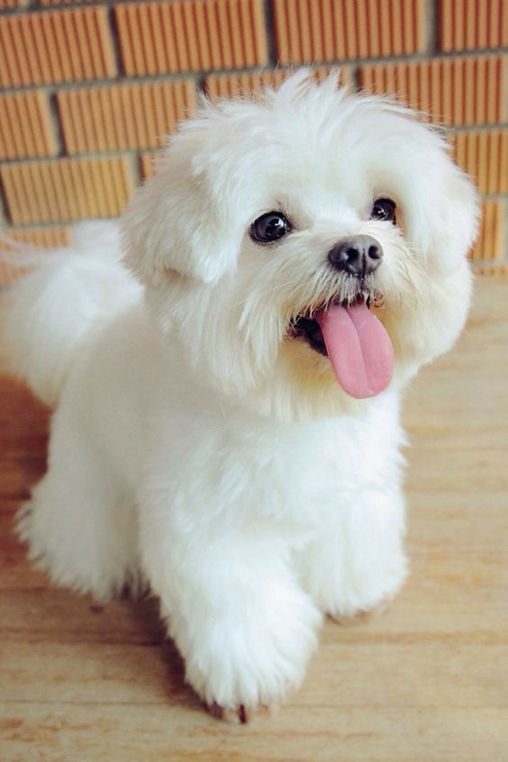 training4pets's tweet photo. No.205
Share your amazing pet photos and videos with me, and I'll help spread the love by sharing them with everyone. Let the world meet your beloved pets!🐾Thank you!
💗Follow me💗
#AmusingPetAntics #DiscoverWildlife #CuteCompanions #LaughingWithPets #PawsitivelyFunny #PetPuns https://t.co/yaehKjmJBJ