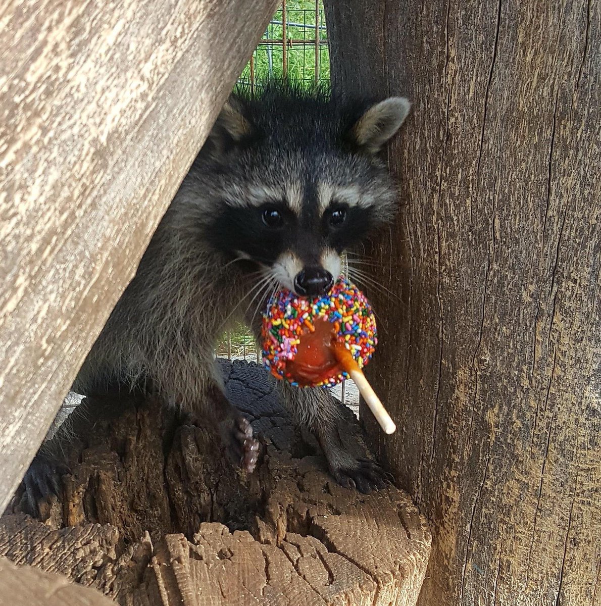 raccoonhourly's tweet photo. https://t.co/waUeLdd1ZL