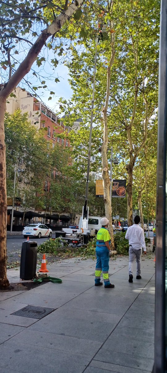 Un minuto de silencio por el árbol  cortado en calle serrano porque al bufete de abogados necesitaba el hueco para entrar al parking😒