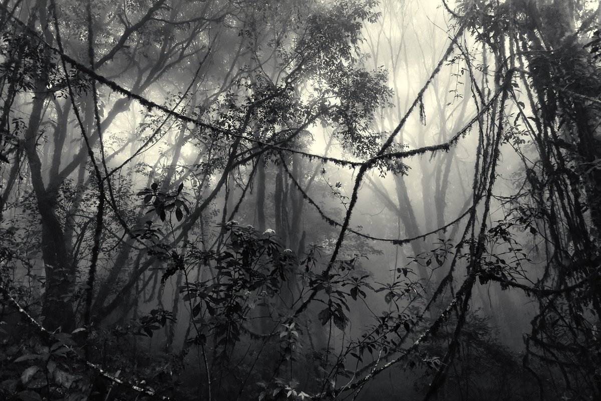 WyldbloodPress's tweet photo. This week's free flash fiction is Leila Murton Poole's compulsive horror story The Hanging VIne - eerie creepiness at its best. On the website now:  https://t.co/dNz9ISXaeh

#FlashFiction #Horror #ShortStory https://t.co/Xoecb0ltPI