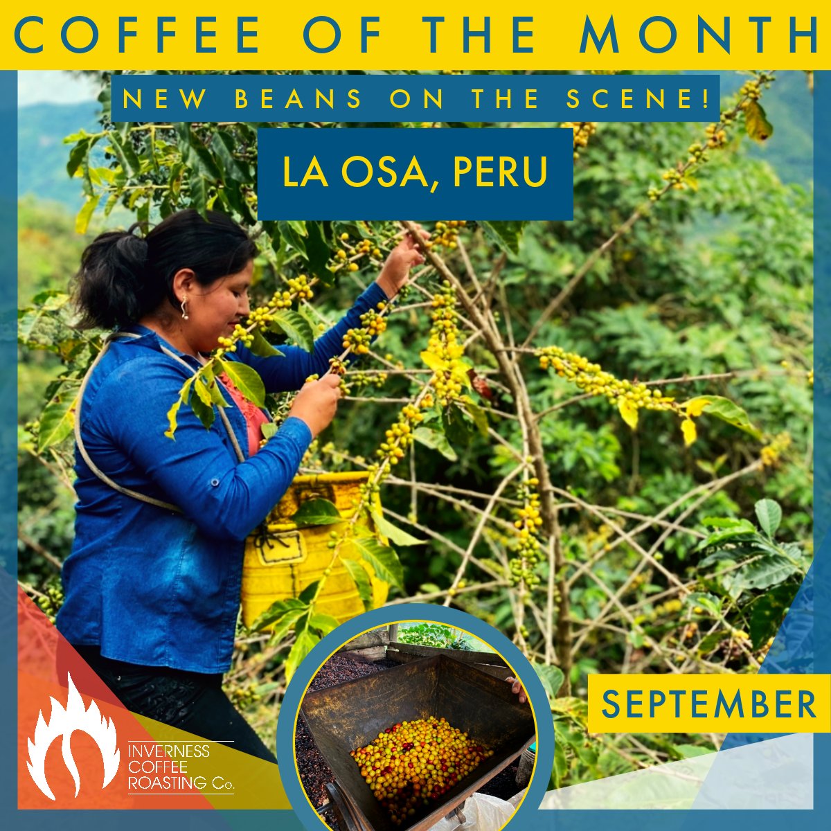 New month means new beans on the scenes! 🥳

For September, Team Bean are roasting up a wonderful wee Peruvian brew 🐵

invernesscoffeeroasting.co.uk/collections/co…

#invernesscoffeeroastingco #coffeeroasters #coffeeshop #coffee #newcoffee #peru #laosa #coffeeofthemonth #coffeeoftheworld #strongroast