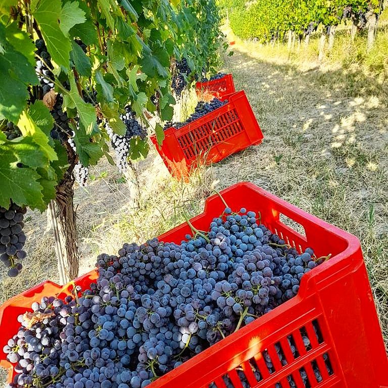 In the wine world, SEPTEMBER means one thing: HARVEST‼️
Last week, we began the harvest of #nebbiolo grapes for our #sparkling wine 🍇
STAY TUNED 😎😍

#cascinachicco #cascinachiccowine #harvest #harvest2023 #metodoclassico #september #Roero #UNESCO #staytuned #settembre
