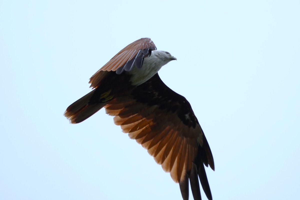 nilsmind's tweet photo. A “brahminy” w distinct white head on reddish-brown body 

Name continues w caste connotations still? Also shankha (conch shell) cheel in Bengali/Odiya. For the cheel's white head?

How we name things!

Brahminy kite, Haliastur indus
Jakkur Kere
Jul'22 

#birdsofindia #indiaves https://t.co/aGzmMU2mKs