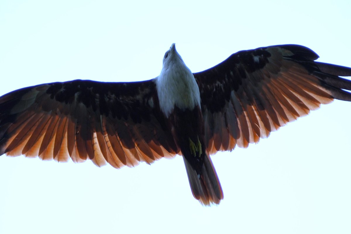 A “brahminy” w distinct white head on reddish-brown body 

Name continues w caste connotations still? Also shankha (conch shell) cheel in Bengali/Odiya. For the cheel's white head?

How we name things!

Brahminy kite, Haliastur indus
Jakkur Kere
Jul'22 

#birdsofindia #indiaves
