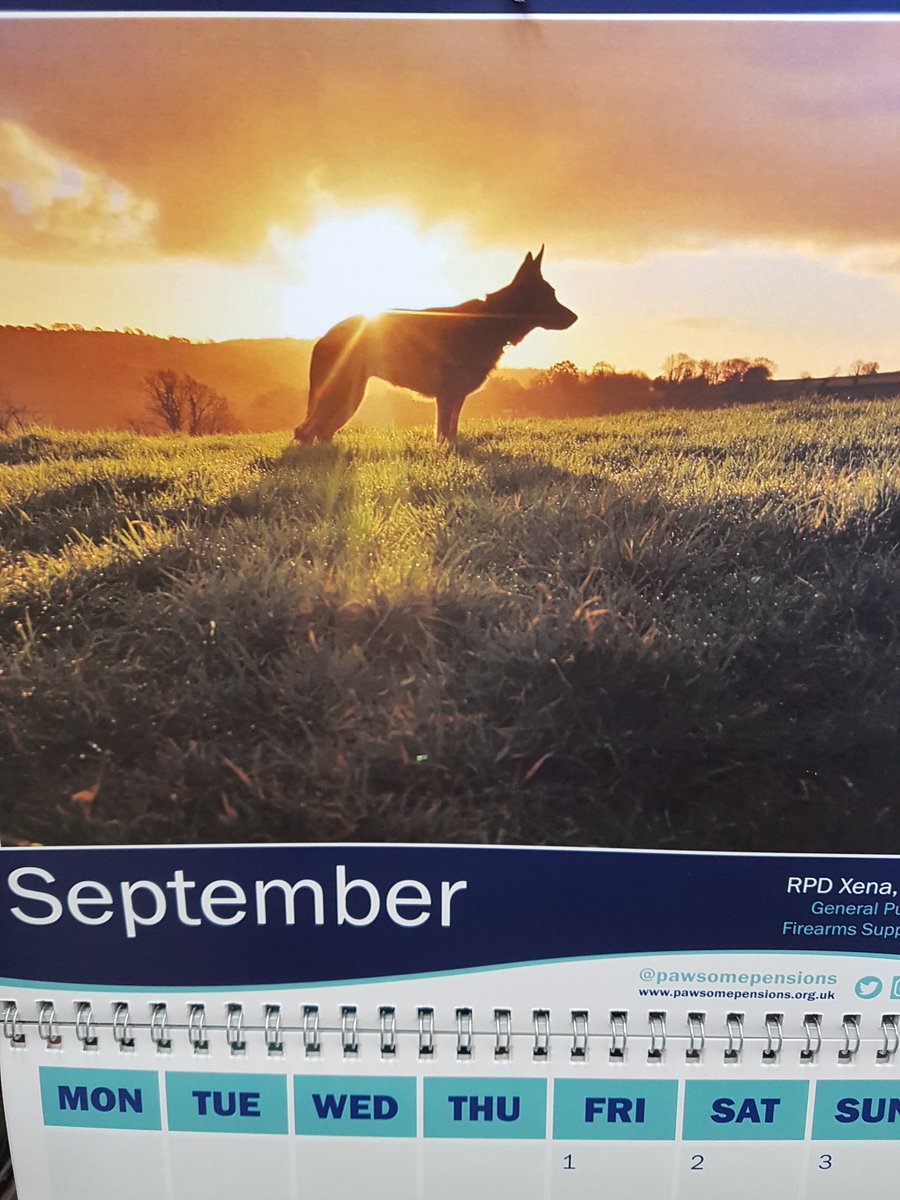 MistyFl60439423's tweet photo. @PawsomePensions @PoliceDogDorset @PDLendog @PD_MagicMerlin @NickiBarley @PCCDorset Hello Miss September, 30 days of the super gorgeous RPD Xena 🐾💙🐾 #StunningPhoto #PinchPunch https://t.co/qlNyUJYTKw
