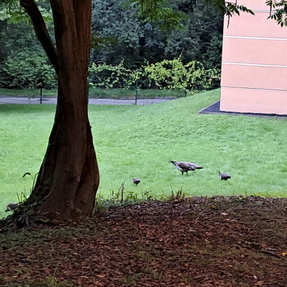 bkrmwv's tweet photo. Der frühe Vogel… An der Kirschhecke morgens um sieben schon unterwegs.
#bkrmwv #ghskirschhecke #tierparkodenkirchen https://t.co/4TPXlBR7YA