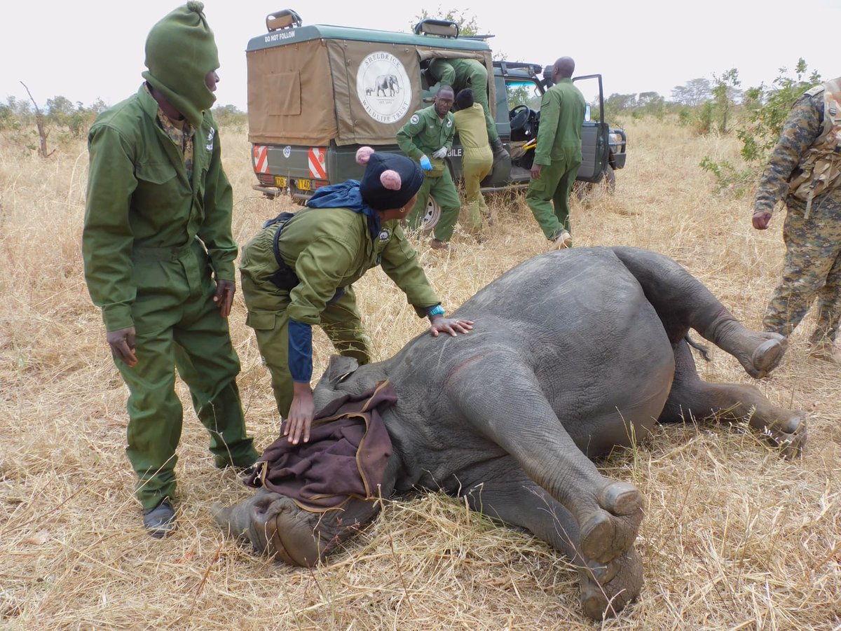 KWSKenya's tweet photo. Our vet unit and rhino monitoring teams with assistance from KWS airwing successfully rescued a young white female rhino which was snared in @meru_park

#rhino #WildlifeConservation #PartnershipsForWildlife https://t.co/vIvgiZVDBr