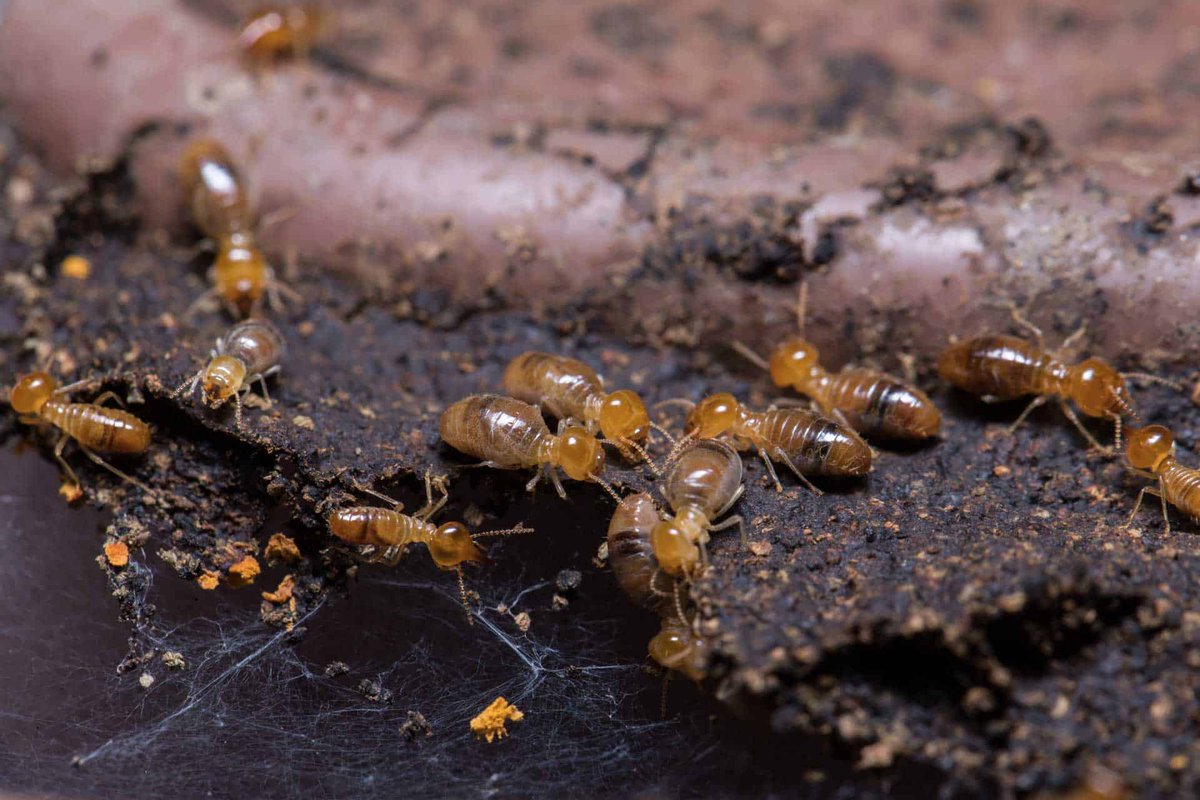 HiTechTermiteCA's tweet photo. Termites are not the other guy’s problem. They can attack your home anytime and without any warning signs. And when they do, it is not an easy fix, like using a spray to drive flies out of your house.

https://t.co/4Crudvny1P

#TermiteDamageRepair #FumigationTermiteControl https://t.co/yec3g6ySiH