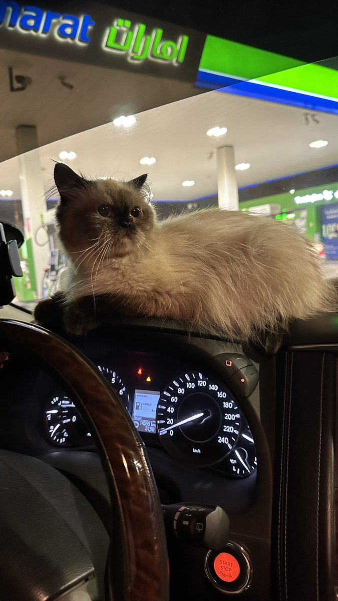 𝐇𝐚𝐦𝐚𝐝 🌕 tweet media