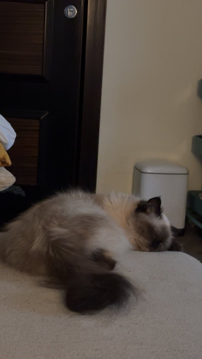 𝐇𝐚𝐦𝐚𝐝 🌕 tweet media