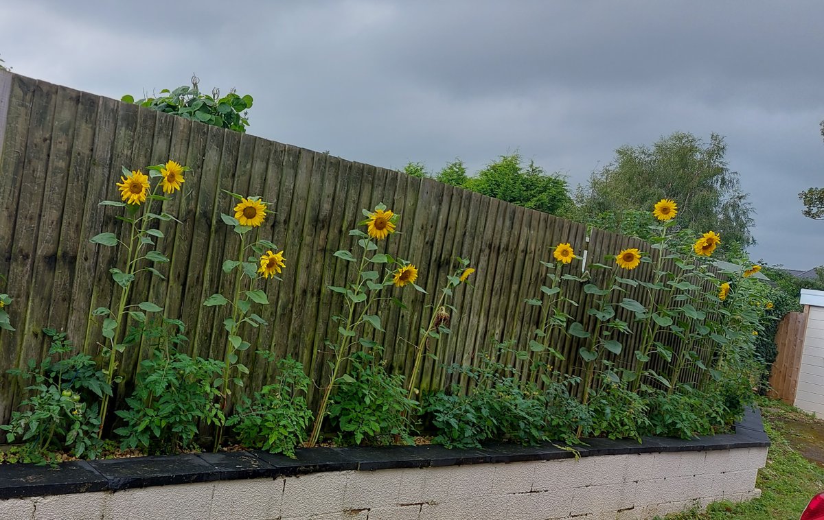 IrisCareGroupSL's tweet photo. The sunflower garden at Bathurst Lodge is in full bloom and it looks beautiful - the team at Bathurst and the people they support have put lots of love in to their garden, and it definitely shows. https://t.co/q8ALLmS8yQ