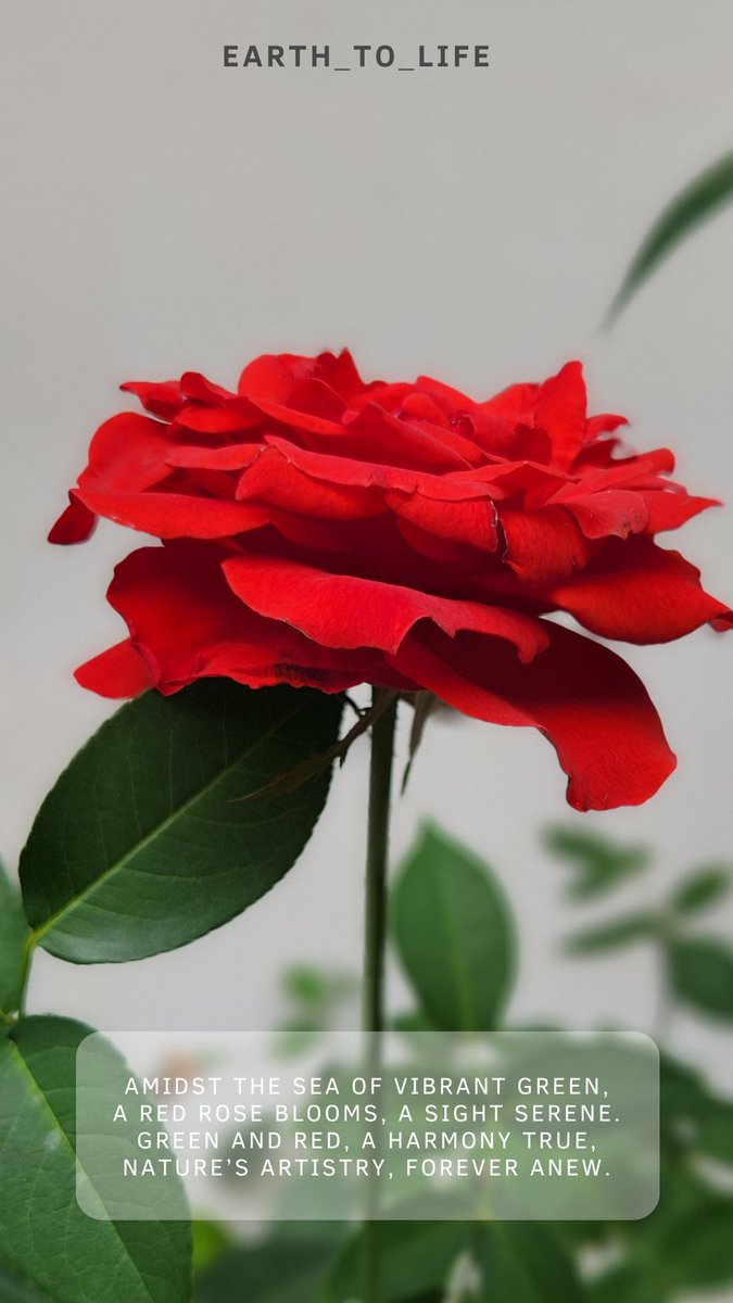 earth_to_life's tweet photo. #Redrose #GardeningTwitter #gardens #flower #plants #earthtolife https://t.co/WIiactOnuX