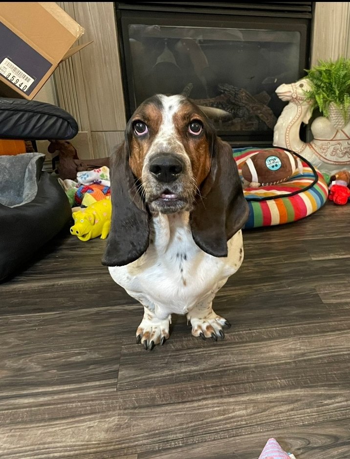 Devon_OnEarth's tweet photo. I follow two Basset Hounds on here, one American and one German. I don't know how to say this without it seeming rude but If I didn't know I could easily tell which of these dogs is German https://t.co/a7SNMuWbKD