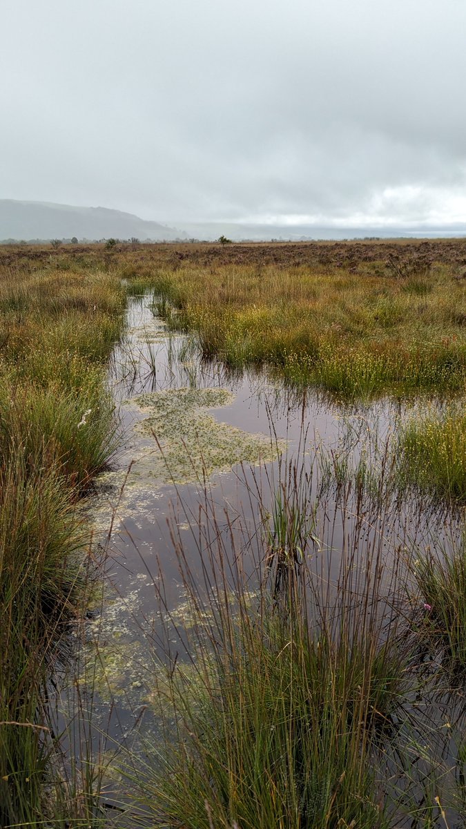 Very cool field visit a few weeks back to Cors Caron #NationalNatureReserve in mid #Wales to see the important #peatland #restoration work being done by @NatResWales #ClimateAction #habitat #biodiversity