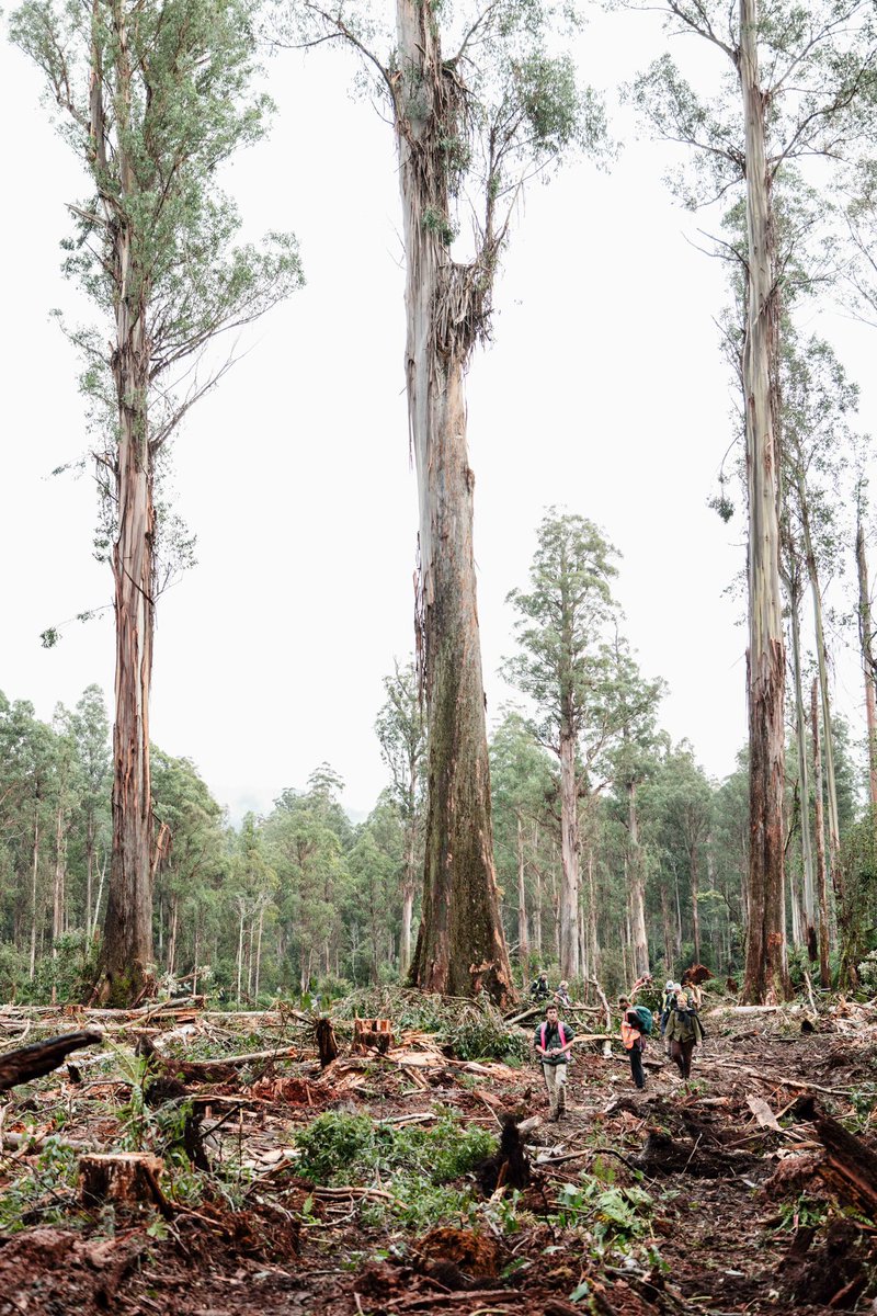 Bob Brown Foundation (@bobbrownfndn) on Twitter photo We took back the forest today from the butchers. But they will be back.
This is the Florentine forest where the giant single-rider log trucked out two weeks ago, and it is ‘sickening’. Licensed by PM <a href="/AlboMP/">Anthony Albanese</a> & #politas Premier <a href="/jeremyrockliff/">Jeremy Rockliff</a> We took back the forest today from the butchers. But they will be back.
This is the Florentine forest where the giant single-rider log trucked out two weeks ago, and it is ‘sickening’. Licensed by PM <a href="/AlboMP/">Anthony Albanese</a> & #politas Premier <a href="/jeremyrockliff/">Jeremy Rockliff</a>