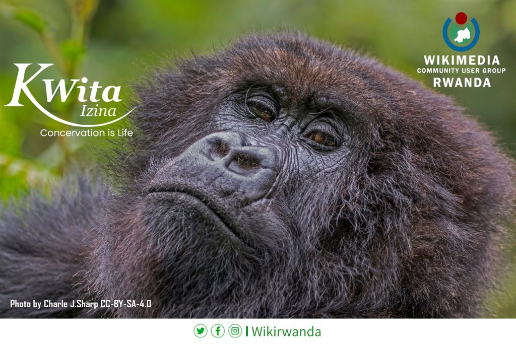 OSKRwanda's tweet photo. Joining the Rwanda community in celebrating the adorable new baby gorilla naming ceremony! 🦍 🦍🦍.
Let's raise awareness about the majestic silverback gorillas and unite with the global community of wildlife and environmental activists. 
#WildlifeConservation #KwitaIzina2023 https://t.co/SwLDx2oQ7c