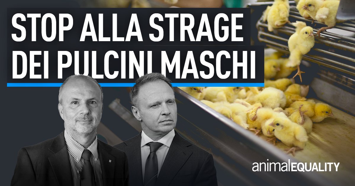 AE_Italia's tweet photo. 🔵 È ora di agire per i pulcini maschi!

Entro il 10 settembre, il governo è chiamato a emanare i decreti attuativi per rendere effettiva la legge che sancisce il divieto di uccisione dei pulcini maschi, considerati come scarto dall’industria delle uova.

Chiediamo a @FrancescoLollo1 e @MinisteroSalute di ascoltare le nostre voci, aiutaci entrando in azione: https://t.co/Vjc5KmQsoL

#StopStragePulciniMaschi