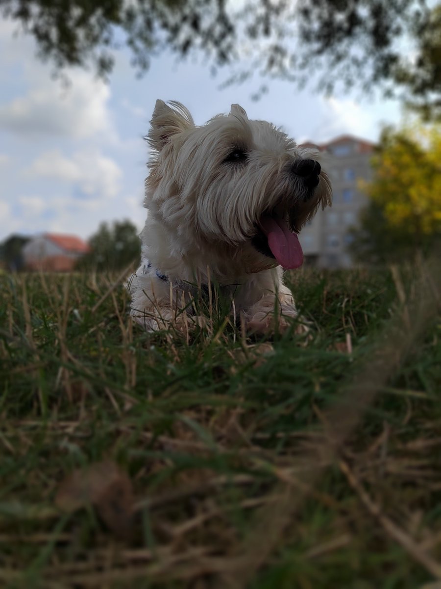 #jerry #westie #terrier #dogsoftwiter #life